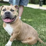 Pies do adopcji, Kraków, 13 czerwca 2025