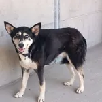 Znaleziono psa, Henrykowo, 19 czerwca 2025