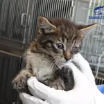 Znaleziono kota, Szczecin, 27 czerwca 2025