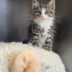 Znaleziono kota, Szczecin, 28 czerwca 2025