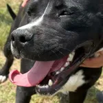 Pies do adopcji, Henrykowo, 28 maja 2025