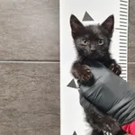 Znaleziono kota, Chełmek, 27 czerwca 2025