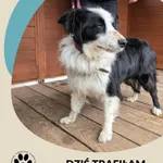 Znaleziono psa, Dąbrówka, 26 czerwca 2025