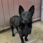 Balerina - ur. ok. 01.05.2024r.