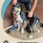 Znaleziono psa, Dąbrówka, 26 czerwca 2025