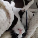 Znaleziono kota, Sosnowiec, 27 czerwca 2025