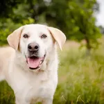 Kokos - biszkoptowy LABek szuka kochającego domu!