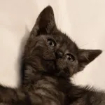 Znaleziono kota, Sosnowiec, 29 czerwca 2025