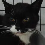 Znaleziono kota, Sosnowiec, 20 czerwca 2025