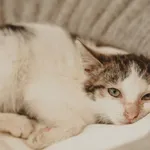 Znaleziono kota, Sosnowiec, 27 czerwca 2025