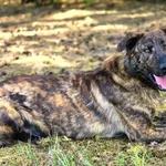 Blum - młody, wychowany z dziećmi, aktywny pręgus!