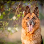 Oddam psa, Warszawa, 29 czerwca 2025