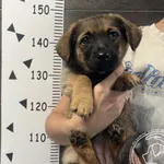 Znaleziono psa, Chełmek, 28 czerwca 2025