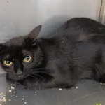 Kot do adopcji, Racławice, 27 czerwca 2025