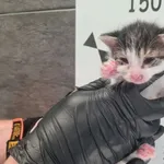 Przyjęty: 2025-06-30 Gmina: Zator Płeć: Kotka Opis: europejska, buro-białe