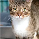 Znaleziono kota, Karczew, 30 czerwca 2025