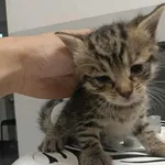 Znaleziono kota, Toruń, 26 czerwca 2025