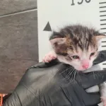 Przyjęty: 2025-06-30 Gmina: Zator Płeć: Kocur Opis: europejska, biało-bure