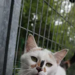 Kot do adopcji, Częstochowa, 20 marca 2025