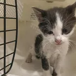 Znaleziono kota, Toruń, 26 czerwca 2025