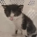 Znaleziono kota, Toruń, 26 czerwca 2025