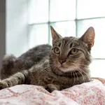 Wonder Woman 275/2025