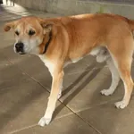 PIES Z INTERWENCJI 29.06.2025