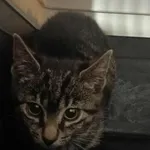 Znaleziono kota, Toruń, 26 czerwca 2025