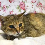 Kot do adopcji, Chełmek, 2 czerwca 2025