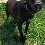 Znaleziono psa, Racławice, 27 czerwca 2025