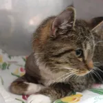 KOCUREK PRZYWIEZIONY Z INTERWENCJI 30-06-2025