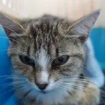 KOTKA PRZYWIEZIONA PRZEZ ZNALAZCĘ 30-06-2025