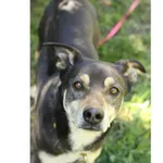 Znaleziono psa, Białystok, 16 września 2019