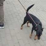 Znaleziono psa, Bydgoszcz, 29 czerwca 2025