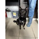 Znaleziono psa, Białystok, 30 czerwca 2025