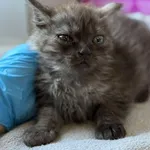 Znaleziono kota, Lublin, 1 lipca 2025