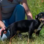 Znaleziono psa, Racławice, 27 czerwca 2025