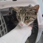 Znaleziono kota, Olsztyn, 27 czerwca 2025