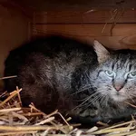 Kot do adopcji, Gdańsk, 1 lipca 2025