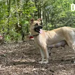 Pies do adopcji, Rytlów, 1 lipca 2025