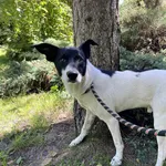 Pies do adopcji, Włocławek, 30 czerwca 2025