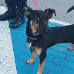 Znaleziono psa, Bydgoszcz, 29 czerwca 2025