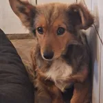 Pies do adopcji, Orzechowce, 29 czerwca 2025