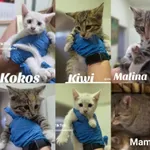 Mama Porzeczka, Kokos, Kiwi, Malina, Figa i Liczi