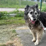 Dusia to piękna, starsza dama ma ok. 15 kilogramów i tyle samo lat. Sunia w pierwszym kontakcie jest nieufna, za to wypuszczona na wybieg z radością podbiega do każdego kolegi w klatce, także nie po