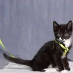 Kot do adopcji, Gdańsk, 2 lipca 2025