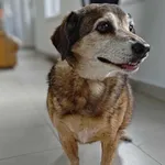 Znaleziono psa, Lublin, 28 czerwca 2025