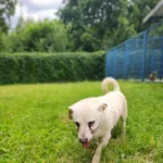 Dżeki to ok. 10 kilogramowy piesek, który po kilku latach odsiadki w schronisku został adoptowany w 2022 i w 2025 znowu się z nim spotkaliśmy - został porzucony.... Zanim Dżeki trafił do nas po raz pi