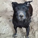 Znaleziono psa, Olsztyn, 29 czerwca 2025