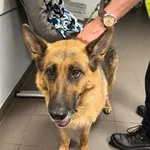 Pies odnaleziony w dniu 27.06.2025 r. przy ul. Wyrzyskiej.